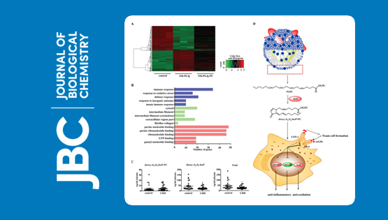 中國(guó)科學(xué)院上海營(yíng)養(yǎng)與健康研究院科研人員發(fā)現(xiàn)一類(lèi)新的對(duì)動(dòng)脈粥樣硬化具有保護(hù)作用的磷脂氧化產(chǎn)物