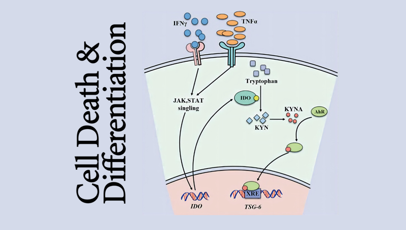 時(shí)玉舫研究組發(fā)現(xiàn)間充質(zhì)干細(xì)胞免疫調(diào)節(jié)和疾病治療的重要機(jī)制