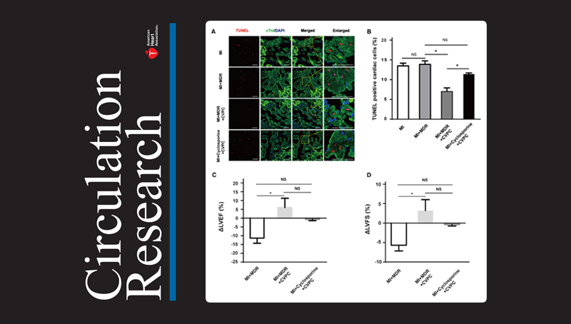 楊黃恬研究組合作揭示人胚胎干細(xì)胞衍生的心血管前體細(xì)胞移植非人靈長類心梗模型后對(duì)心臟的保護(hù)作用