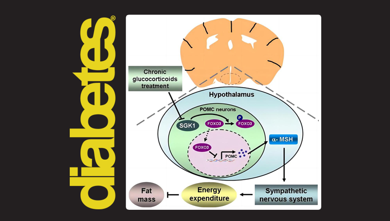 郭非凡研究組發(fā)現(xiàn)糖皮質(zhì)激素引起肥胖的中樞調(diào)控機(jī)制