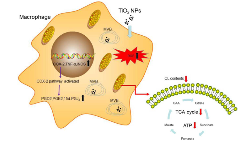 尹慧勇研究組發(fā)現(xiàn)二氧化鈦納米顆粒影響巨噬細(xì)胞功能和免疫反應(yīng)的新機(jī)制