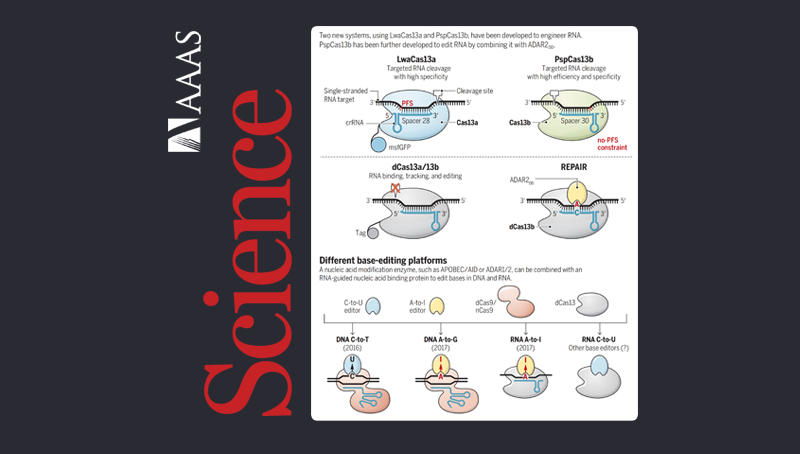 中國科學(xué)院上海營養(yǎng)與健康研究院科研人員在<em>Science</em>上發(fā)表perspective推薦Cas13系統(tǒng)介導(dǎo)的RNA研究新體系