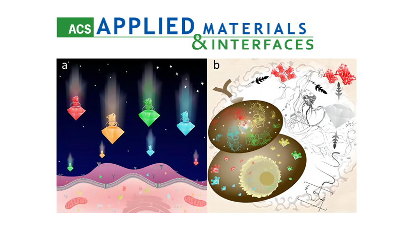 中國科學院上海營養與健康研究院科研人員建立高效運載胞內蛋白質的技術
