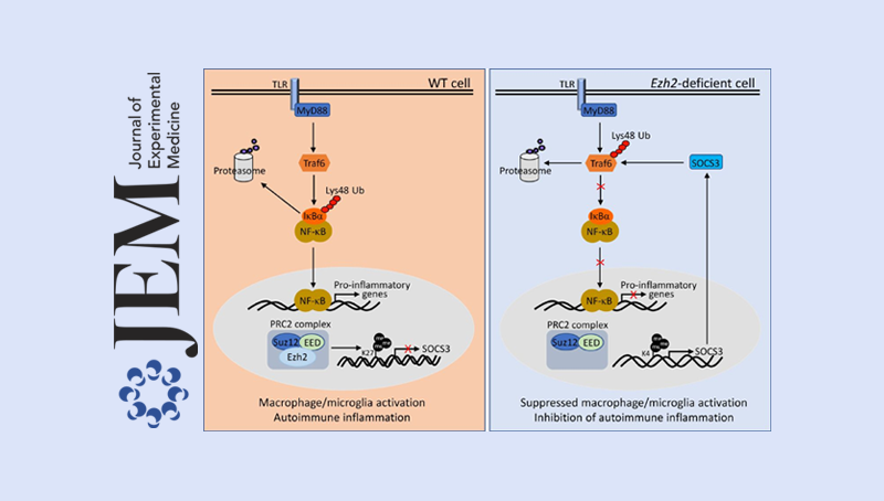 肖意傳/秦駿研究組合作發現組蛋白甲基轉移酶Ezh2調節自身免疫性疾病的新機制