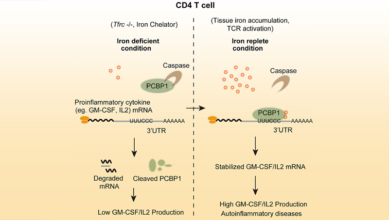 常興研究組報道自身免疫性疾病發病新機制