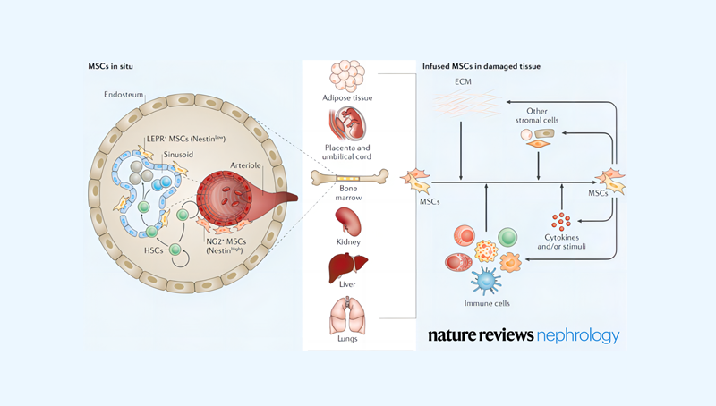 時玉舫研究組在Nature Reviews Nephrology就炎癥微環境調控干細胞的應用和機制發表特邀綜述
