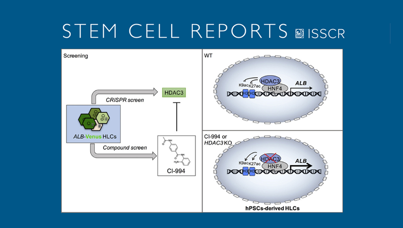 丁秋蓉與邵振研究組合作發現人多能干細胞肝向分化的關鍵調控因子