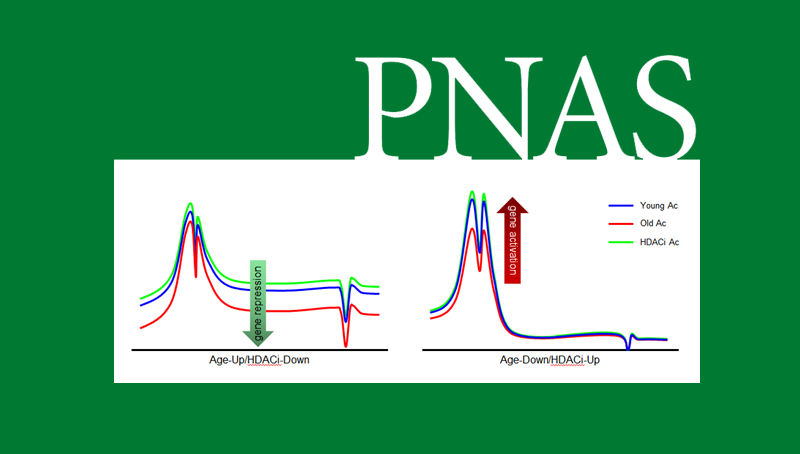 韓敬東研究組揭示組蛋白乙酰化對大腦炎性衰老相關基因抑制的新模式