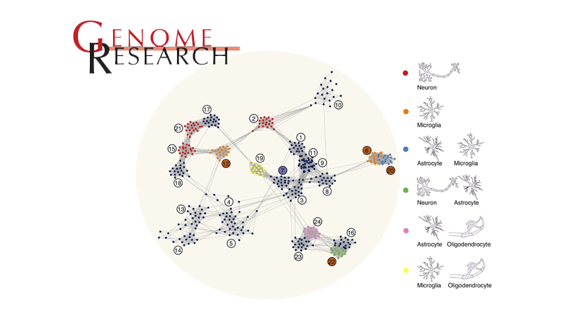 Philipp Khaitovich研究組揭示基因在靈長類腦區的空間表達和調控