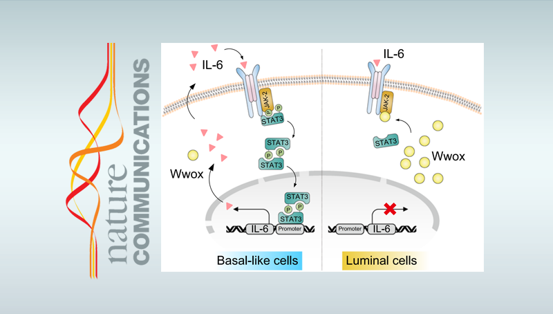 詹麗杏研究組發現三陰性乳腺癌治療新靶標