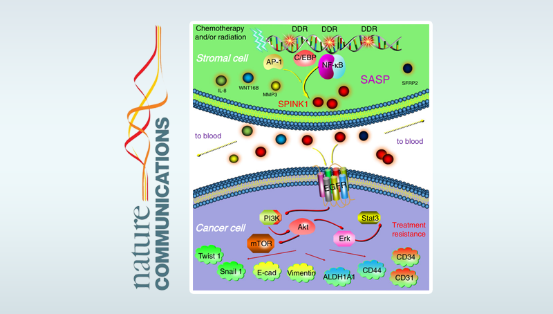 孫宇研究組發現微環境中衰老細胞導致臨床治療抵抗的新機制