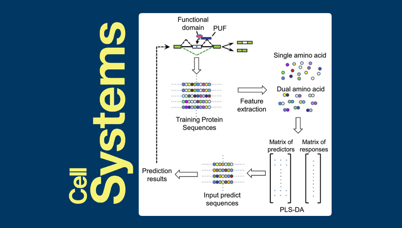 王澤峰研究組構建RNA結合蛋白的剪接調控作用預測模型