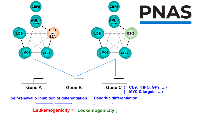 王蘭研究組合作發現E蛋白家族成員E2-2通過影響AETFC復合體負性調控白血病發生
