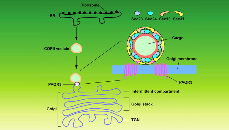 陳雁研究組發現細胞內囊泡運輸新型調控機制
