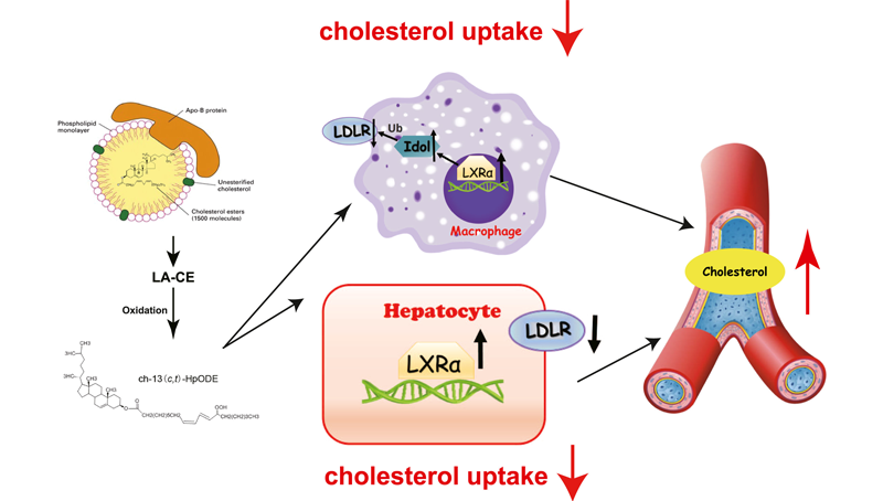 尹慧勇研究組發現內源性膽固醇酯氧化產物影響膽固醇水平的新機制