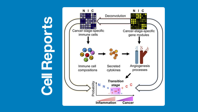 韓敬東研究組發現影響組織炎癥癌癥轉變及免疫治療響應的免疫細胞和分泌因子