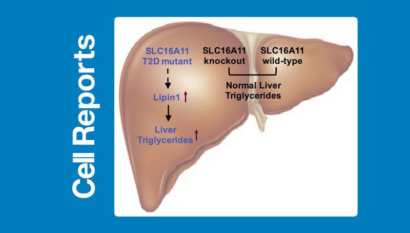 丁秋蓉研究組發現2型糖尿病易感基因突變的致病機制