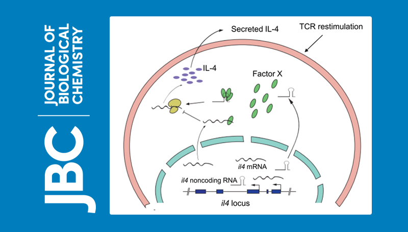 常興研究組發現在Th2細胞中lncRNA通過促進翻譯調控細胞因子IL4的表達