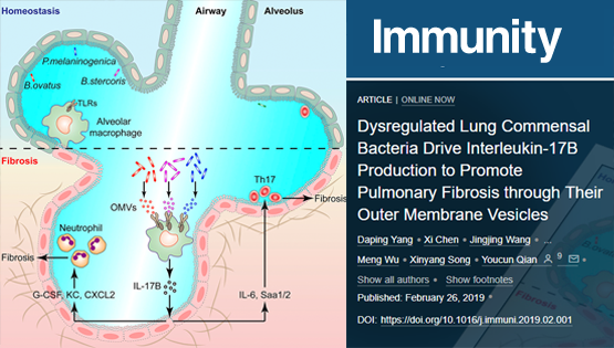 錢友存研究組發現紊亂的肺部微生態通過調控白介素-17B的表達促進肺纖維化病理發生新機制