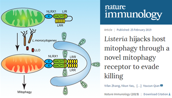 錢友存研究組發現李斯特菌劫持巨噬細胞線粒體自噬新機制