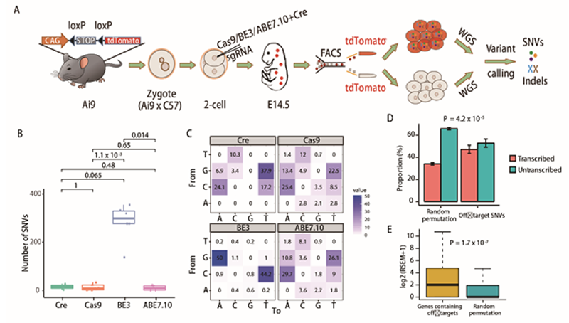 李亦學研究組合作研究發現讓脫靶無處隱藏的“GOTI”新型脫靶檢測技術