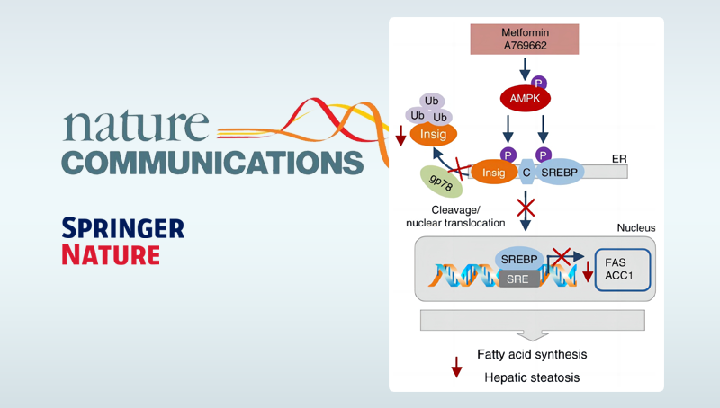 李于研究組發現蛋白質翻譯后修飾通過泛素化降解途徑調節脂肪酸合成的新機制