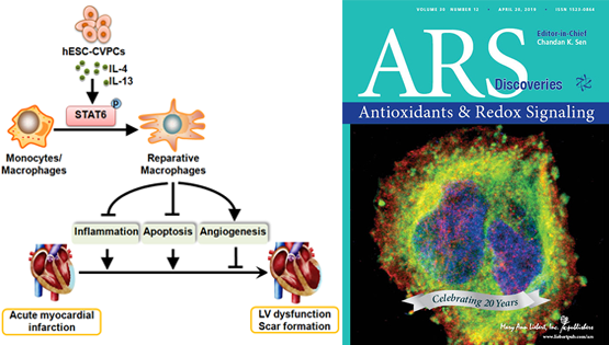 楊黃恬研究組揭示人胚胎干細胞（hESCs）來源的心血管前體細胞（CVPCs）移植對急性心肌梗死的保護作用