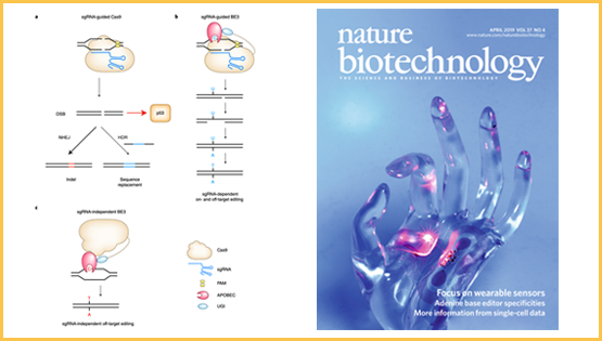 楊力研究組發表“新聞與視角”論文提出基因編輯領域發展新方向