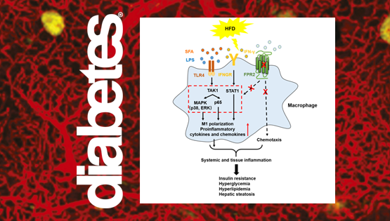 樂穎影研究組發現高脂飲食導致肥胖和糖脂代謝紊亂的新機制