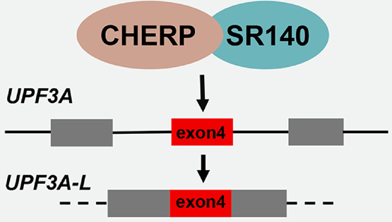 馮英研究組發現U2相關剪接蛋白CHERP和SR140在結直腸癌中的重要功能與機制