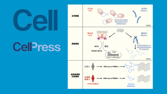 楊力研究組合作揭示環形RNA在天然免疫過程中的重要功能