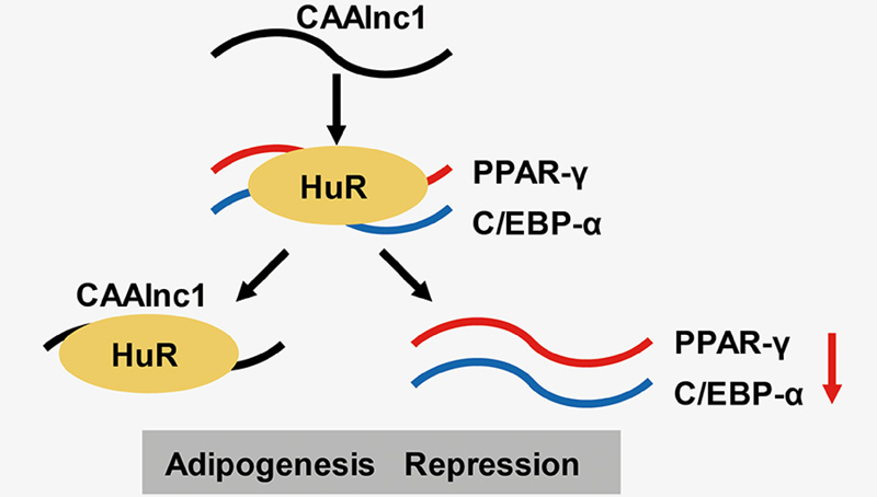 馮英研究組合作發現lncRNA CAAlnc1調控癌性惡病質脂肪丟失的功能及作用機制