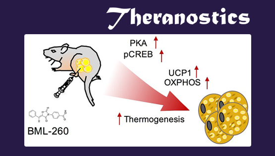 丁秋蓉研究組發現一種繞丹寧衍生物可調控脂肪產熱