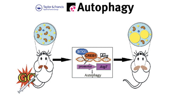 郭非凡研究組揭示糖皮質激素誘導棕色脂肪白色化的作用與機制