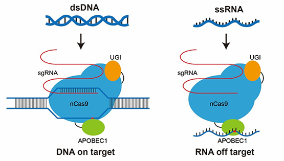 李亦學研究組合作發表關于基因編輯技術RNA脫靶及其優化的研究成果