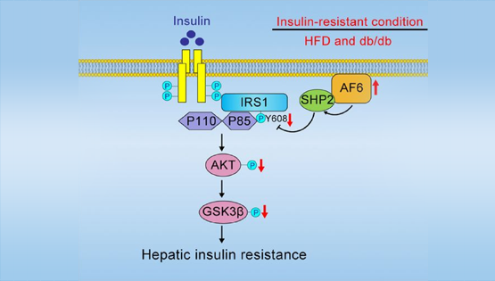 詹麗杏研究組發現極性蛋白AF6調控血糖穩態和胰島素敏感性的新功能及機制