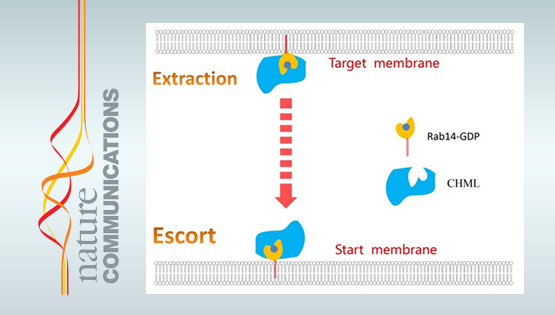 謝東研究組揭示CHML蛋白在肝癌轉移過程中的作用與機制