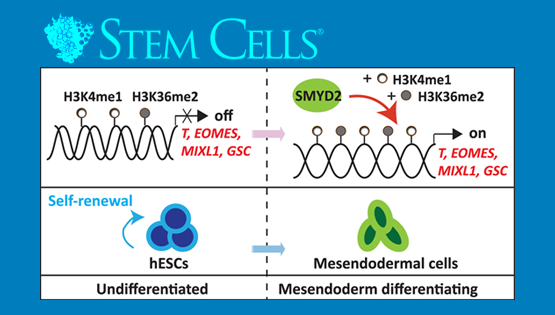 楊黃恬研究組揭示組蛋白甲基轉移酶SMYD2在調控人胚胎干細胞向中內胚層分化過程中的新作用和機制