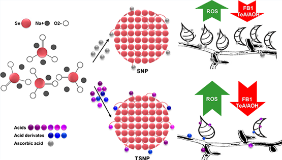 武愛波研究組在真菌毒素污染控制研究方面取得進展