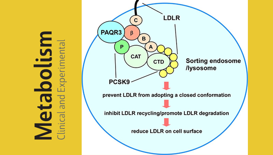 陳雁研究組發現調控血液膽固醇水平的新機制