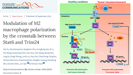 肖意傳組合作發現Stat6乙酰化調控抗腫瘤免疫反應的新機制