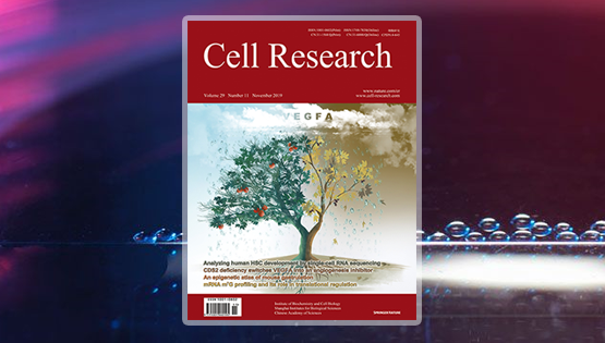 潘巍峻研究組發現VEGFA信號通路在血管穩態調控過程中的兩面性