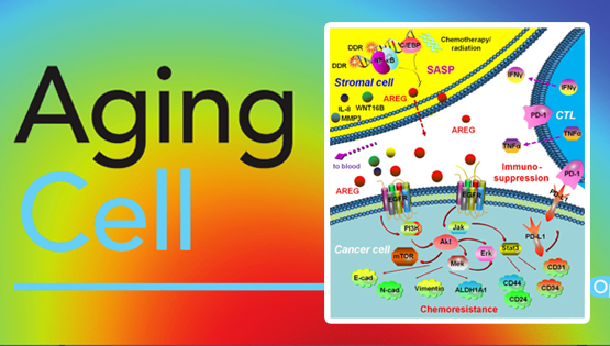 孫宇研究組發現藥物損傷性微環境中衰老細胞引發腫瘤耐藥與免疫逃逸新機制