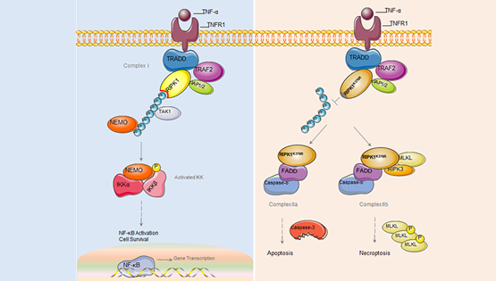 章海兵研究組發現調控細胞生死轉換的重要分子機制