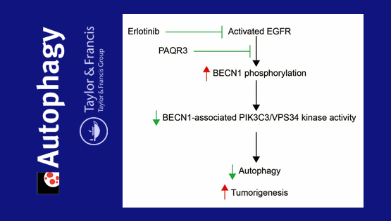 陳雁研究組發現自噬調控肺癌細胞生長新機制