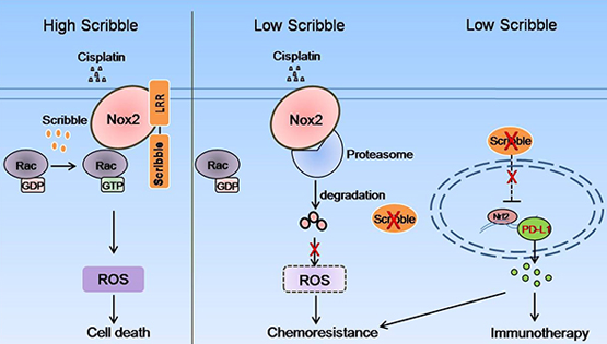 詹麗杏研究組發現極性蛋白Scribble促進非小細胞肺癌順鉑敏感性的新機制