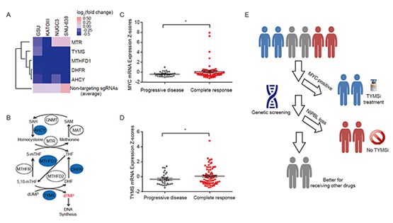 郎靖瑜研究組揭示胸苷酸合成酶抑制劑藥物敏感性預測標志物