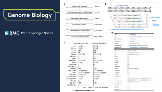 楊力研究組系統揭示堿基編輯器的效能差異并構建可編輯致病突變數據庫