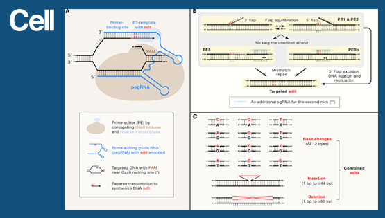 中國科學院上海營養與健康研究所楊力組與上海科技大學合作伙伴在<em>Cell</em> 雜志發表專評論文