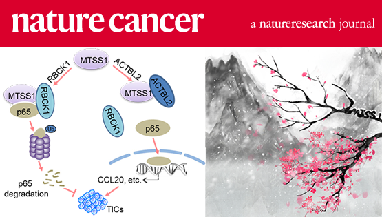 胡國宏研究組發現乳腺癌起始細胞調控的新機制